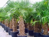 Trachycarpus Fortunei (Hanfpalme); Stammlänge 80-100 cm; Gartenpalme; winterhart bis ca. -19°C, VKZ 50; 60-70 kg
