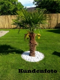 Trachycarpus Fortunei (Hanfpalme); Stammlnge 80-100 cm; Gartenpalme; winterhart bis ca. -19C, VKZ 50; 60-70 kg