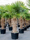 Trachycarpus Fortunei (Hanfpalme); Stammlänge 120-130 cm; Gartenpalme; winterhart bis ca. -19°C, VKZ 50; 70-80 kg