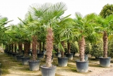 Trachycarpus Fortunei (Hanfpalme); Stammlnge 160-180 cm; Gartenpalme; winterhart bis ca. -19C