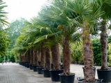 Trachycarpus Fortunei (Hanfpalme); Stammlnge 120-140 cm ; Gartenpalme; winterhart bis ca. -19C, VKZ 60; 90-100 kg