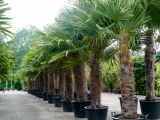 Trachycarpus Fortunei (Hanfpalme); Stammlnge 120-140 cm ; Gartenpalme; winterhart bis ca. -19C