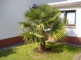 Trachycarpus Fortunei (Hanfpalme); Stammlänge 140-160 cm; Gartenpalme; winterhart bis ca. -19°C, VKZ 70; 100-120 kg