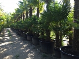 Trachycarpus Fortunei (Hanfpalme); Stammlänge 220-230 cm; Gartenpalme; winterhart bis ca. -19°C, VKZ 100; 160-180 kg
