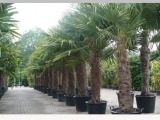 Trachycarpus Fortunei (Hanfpalme); Stammlänge 200-220 cm; Gartenpalme; winterhart bis ca. -19°C, VKZ 100; 160-180 kg