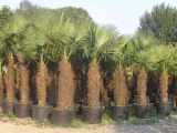 Trachycarpus Fortunei (Hanfpalme); Stammlänge 240-250 cm; Gartenpalme; winterhart bis ca. -19°C, VKZ 110; 170-190 kg