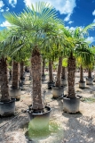 Trachycarpus Fortunei (Hanfpalme); Stammlänge 280-290 cm; Gartenpalme; winterhart bis ca. -19°C, VKZ 130; 190-210 kg