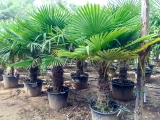 Trachycarpus Fortunei (Hanfpalme); Stammlnge 60-80 cm; Gartenpalme; winterhart bis ca. -19C
