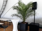 Mietpalmen und - pflanzen f�r Pool, Terrasse, Events, Messen & langfristige Eins�tze